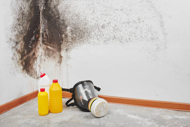 Best Black Mold Remediation in Garberville, CA