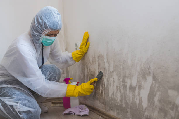 Best Emergency Mold Remediation in Garberville, CA