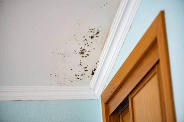 Best Residential Mold Remediation in Garberville, CA