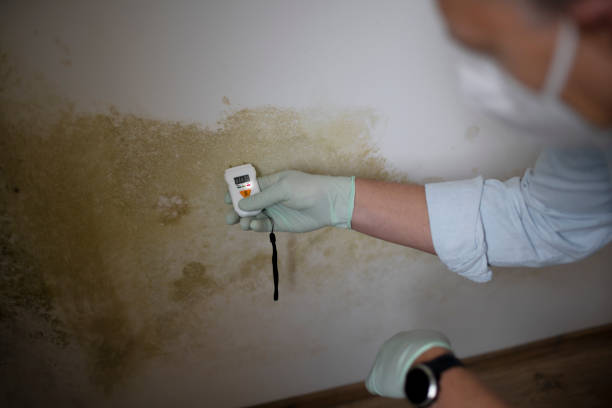 Best DIY Mold Remediation Support Services in Garberville, CA