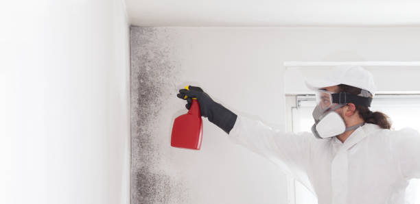 Reliable Garberville, CA Mold Remediation Solutions