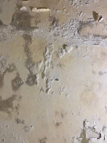 Best Post-Flood Mold Remediation in Garberville, CA