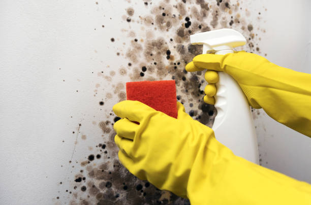 Best Preventive Mold Services in Garberville, CA