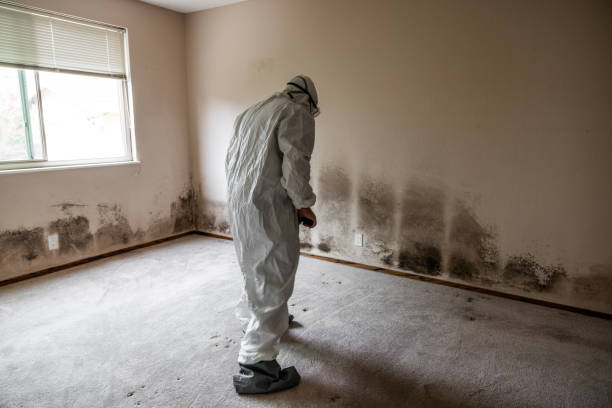 Best Basement Mold Remediation in Garberville, CA