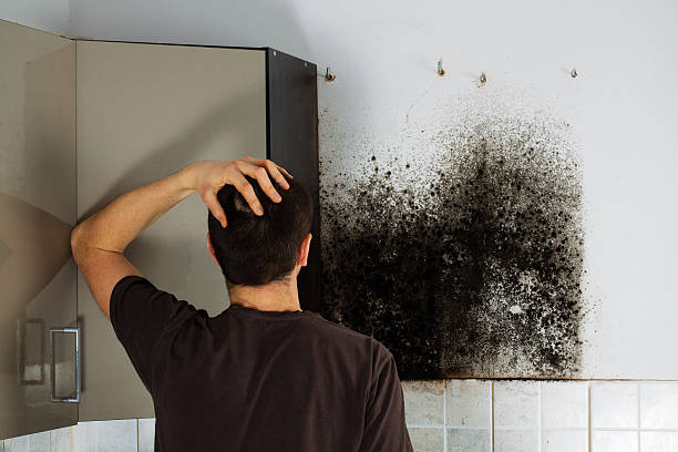 Best Commercial Mold Remediation in Garberville, CA