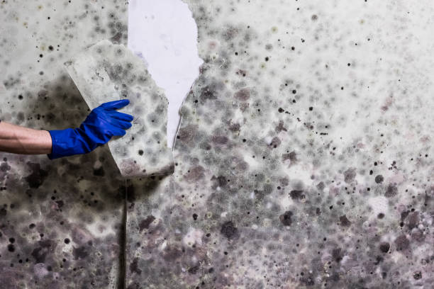 Best Mold Testing and Inspection Services in Garberville, CA